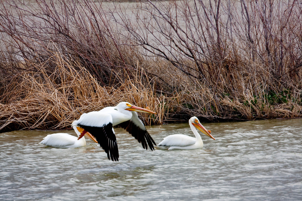 Pelican in Flight